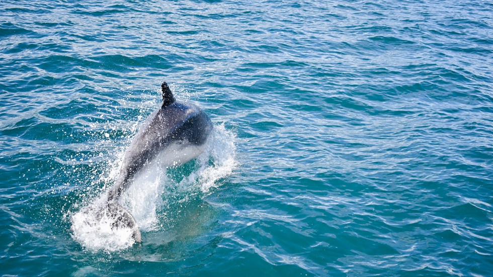 Dolphin spotted during Pelorus Mail Boat Cruise in the Pelorus Sound/Te Hoiere.