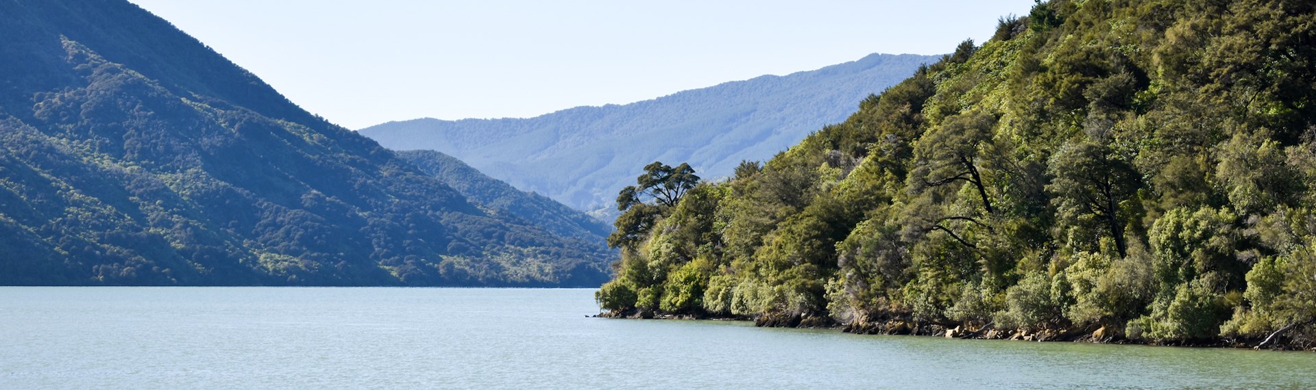 Bush covered hill and bay seen from onboard the Pelorus Mail Boat.
