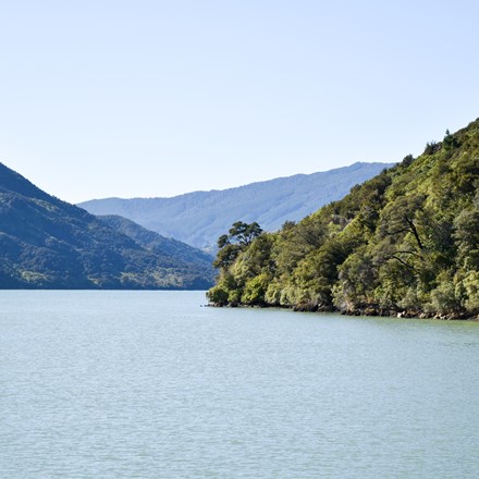 Bush covered hill and bay seen from onboard the Pelorus Mail Boat.