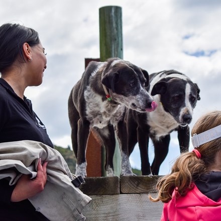 Deckhand Tiria greets her four-legged friends at a jetty on a Pelorus Mail Boat cruise.
