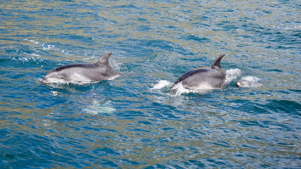 Two dolphins spotted from the Pelorus Mail Boat.