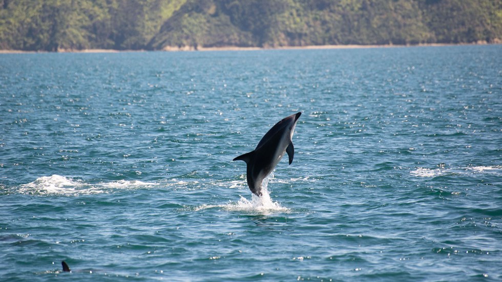 Jumping dolphin spotted from the Pelorus Mail Boat.