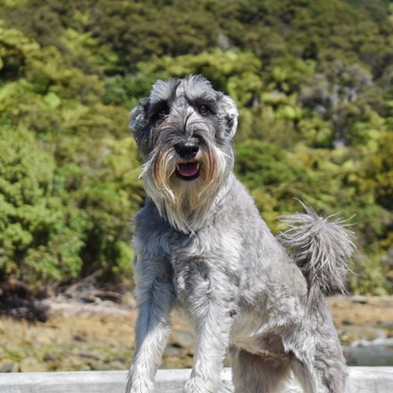 Dog on jetty greeting the Pelorus Mail Boat as it delivers the weekly mail.
