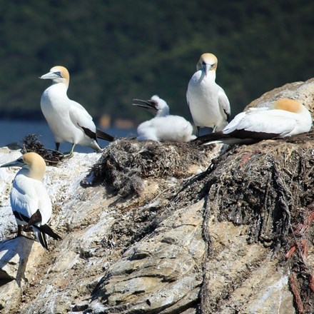 Gannet chicks on a rock in the Marlborough Sounds.