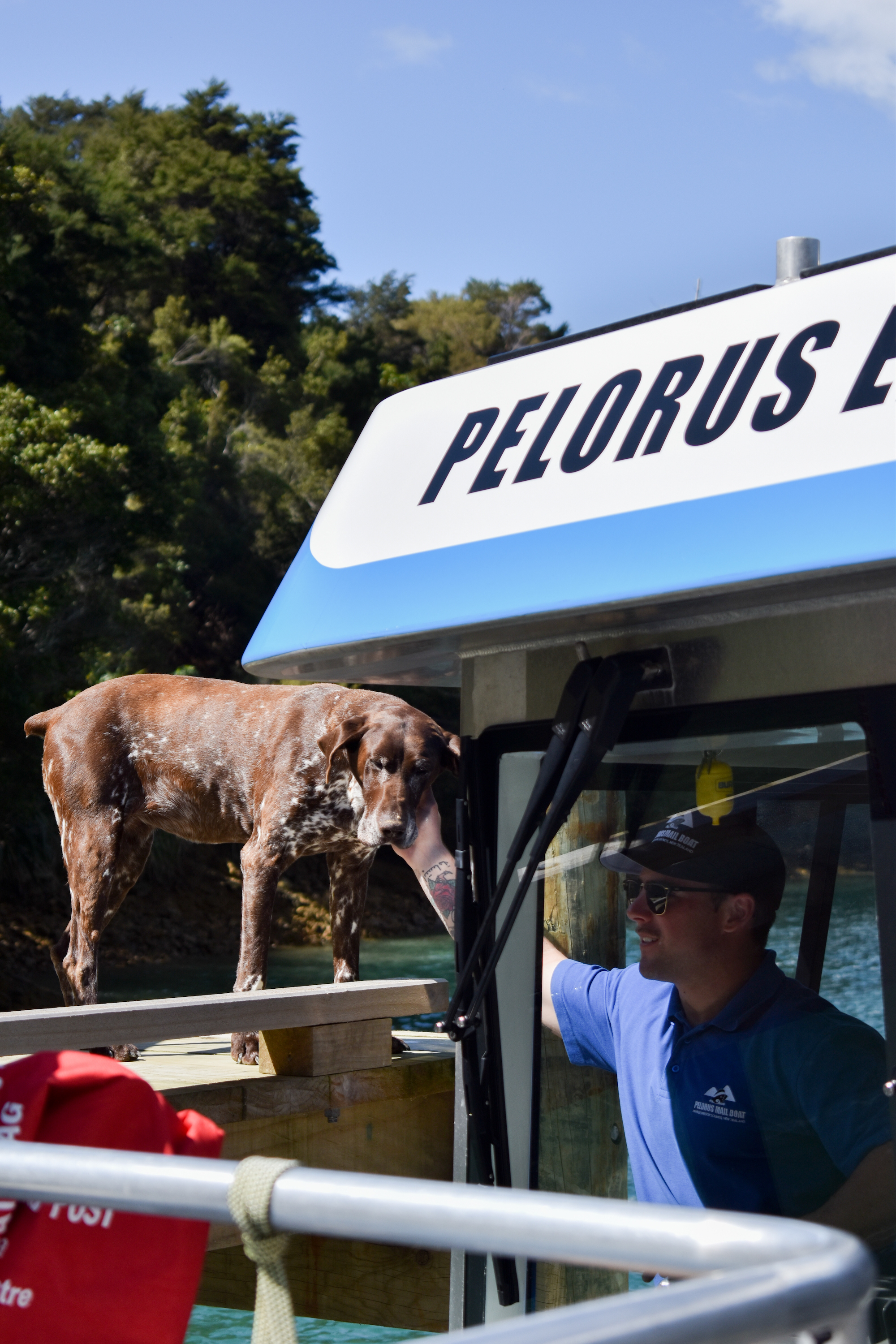 Dog on jetty being patted by Pelorus Mail Boat skipper.