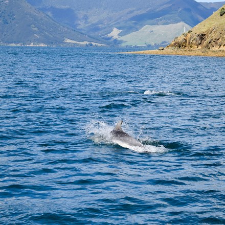 Dolphin spotted in the water during Pelorus Mail Boat Cruise.